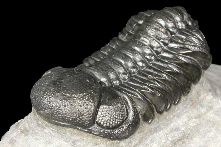 Austerops Trilobite - Nice Eye Facets & Preparation #127017